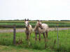 Horses on an Amish farm in Illinois Amish Country