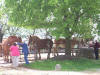 Belgian Horses on Amish Farm
