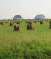 Hay stacks on Amish farm