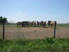 Horses on Amish Farm
