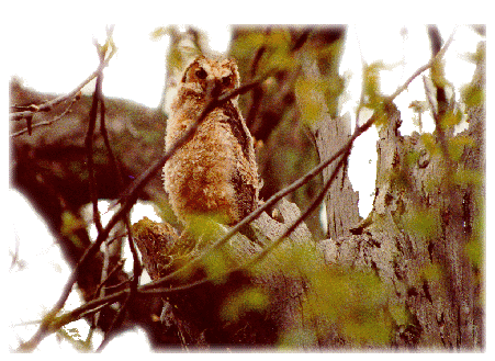 Young Owl