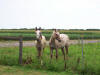 Horses on an Amish farm in Illinois Amish Country